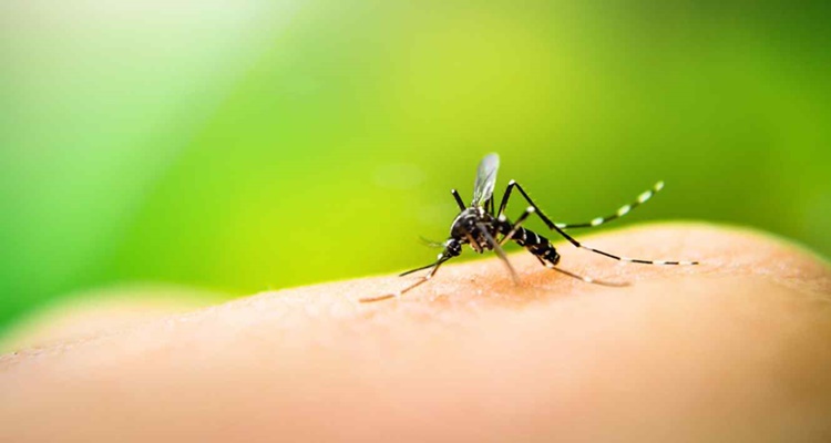 Zika, ébola… las enfermedades peligrosas que transmiten los animales