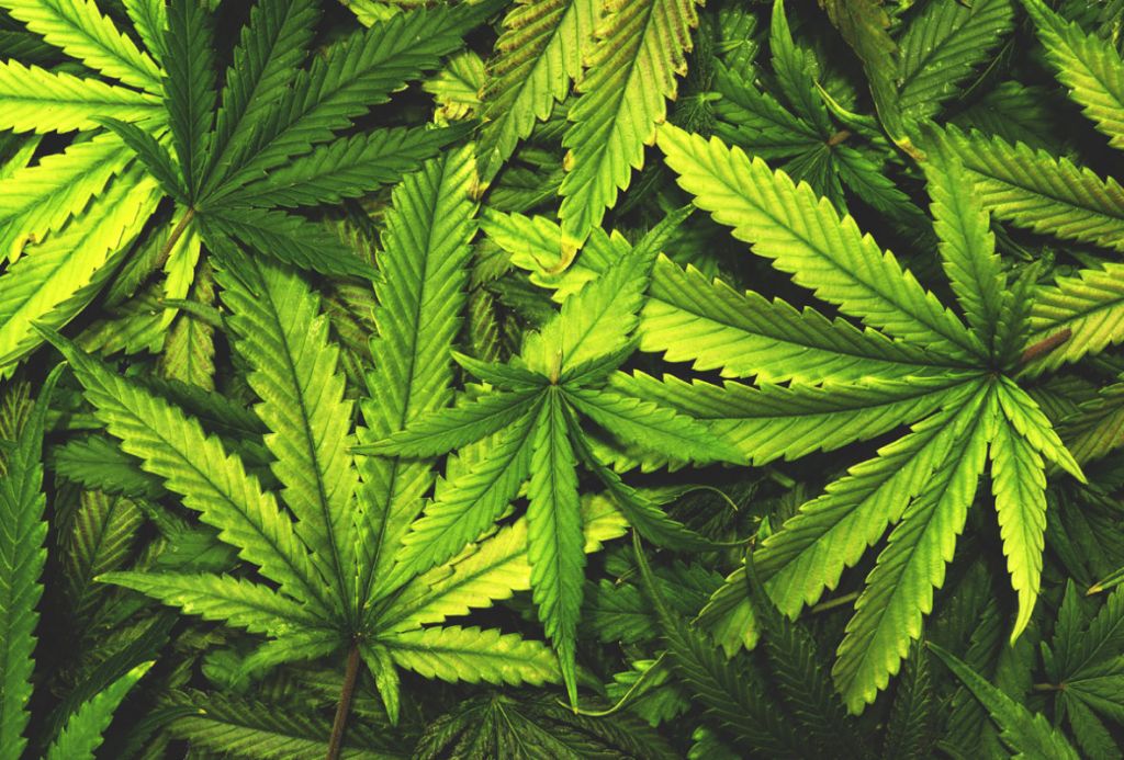 hojas marihuana