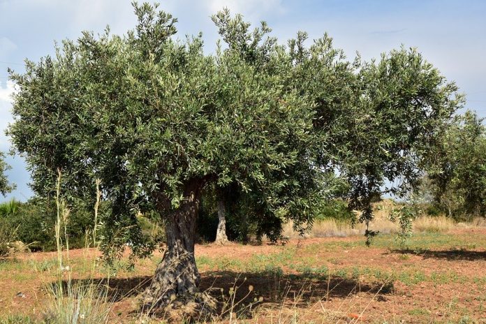 andalucia-olivar-estrategico