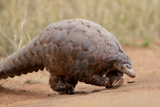 pangolín coronavirus MASCOTAS