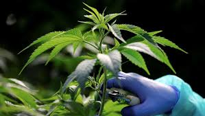 planta marihuana