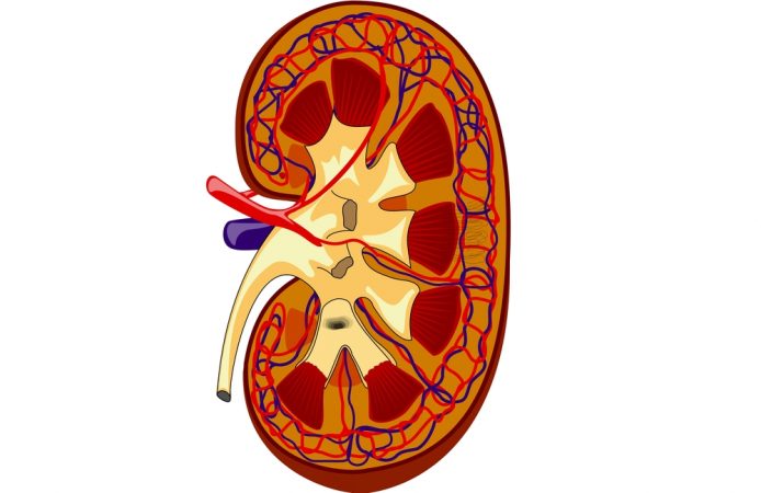 Gracias a estos simples trucos podrás tener unos riñones sanos y mejorar tu calidad de vida 18 Merca2.es Riñón