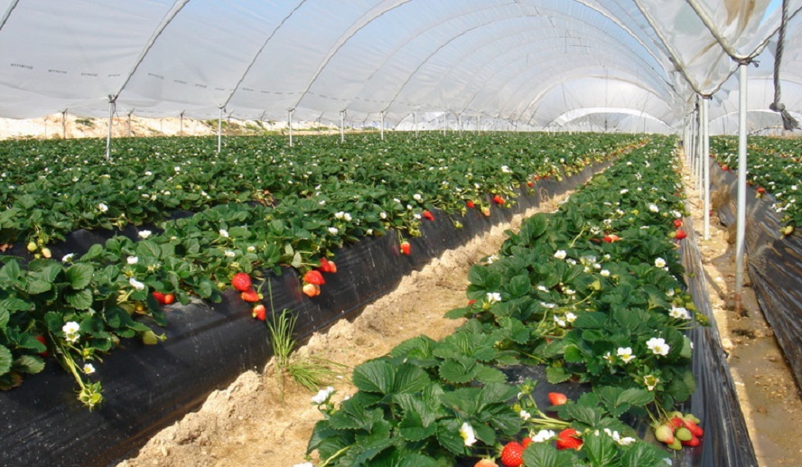 El Covid-19 dispara el paro y el campo suplica trabajadores
