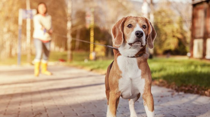 Milanuncios material sanitario perros