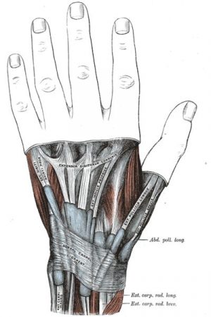 Músculo palmar largo órganos que no sirven para nada
