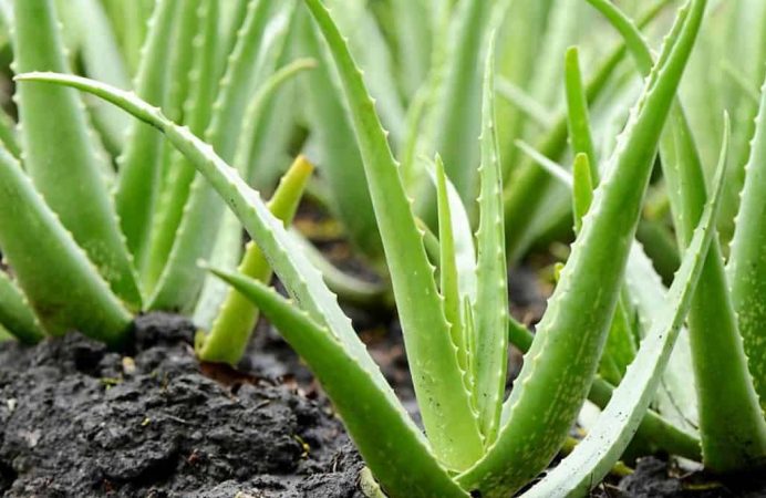 beneficios del aloe vera