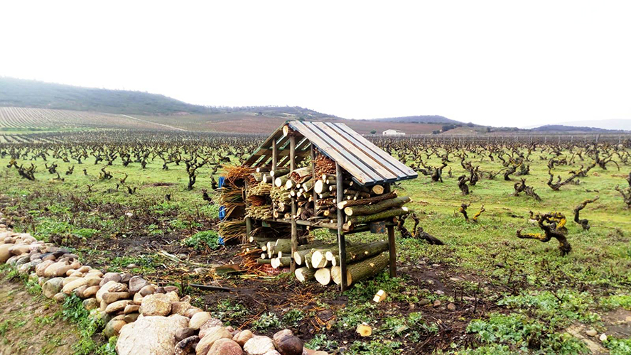 Rioja Alta mariquitas cepas