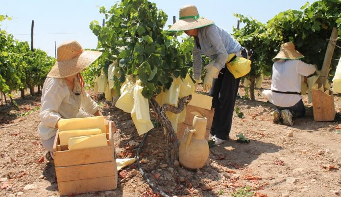 El suelo agrícola, el nuevo dorado de los fondos