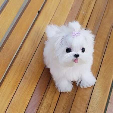 perro tacita te 2