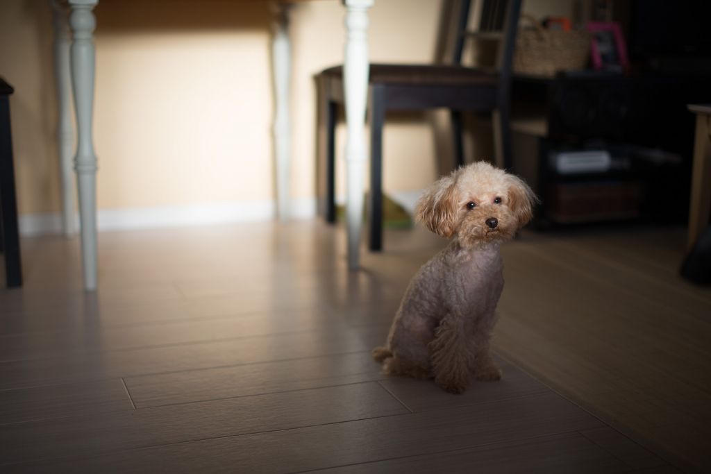 Así es la triste vida de los perros toy