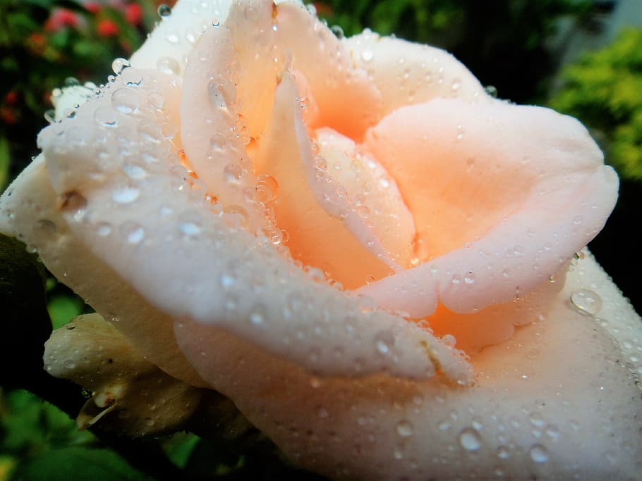 rosa rocio