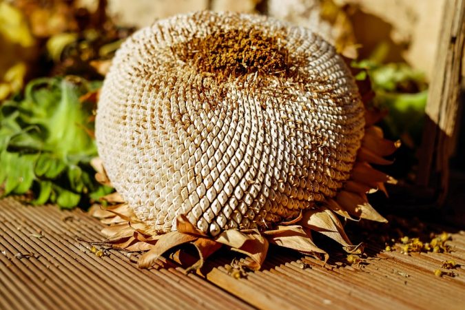semillas girasol