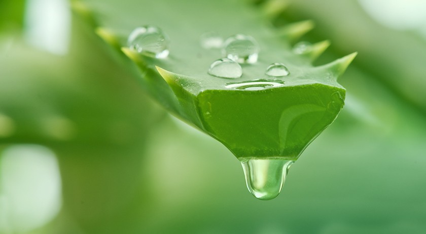 beneficios uso aloe vera