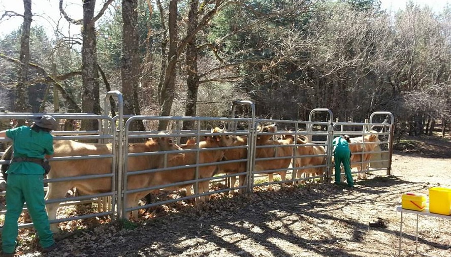 Veterinarios, bajo mínimos, insisten en el origen animal del Covid-19
