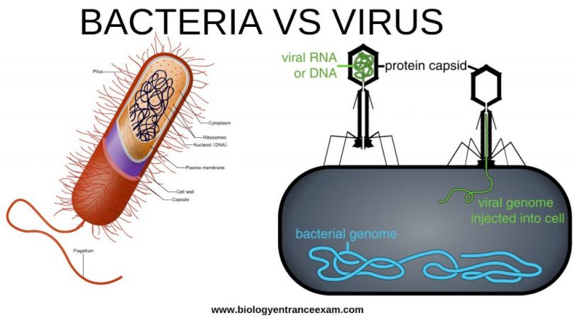virus bacterias