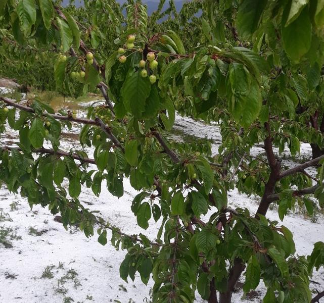 Asaja cifra en 2,5 toneladas de cereza las pérdidas en el Jerte por el granizo