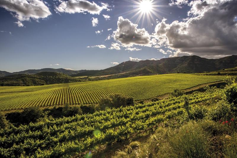 Las bodegas españolas estiman una caída de las ventas de hasta el 40% en 2020 por el coronavirus