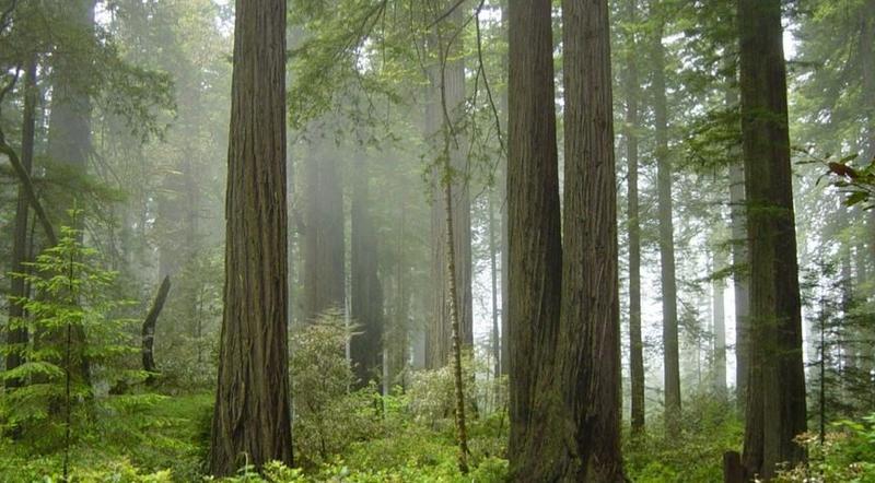 La CNMV recuerda que Bosques Naturales no está bajo su supervisión