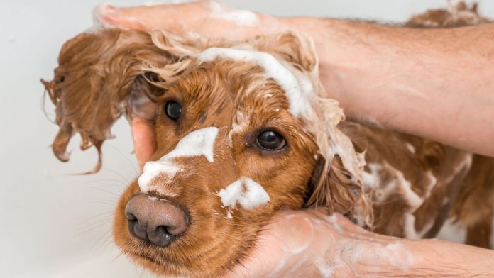 desinfectar mascotas covid -19