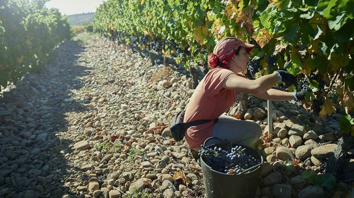 Rioja Alta proyectos agrícolas África