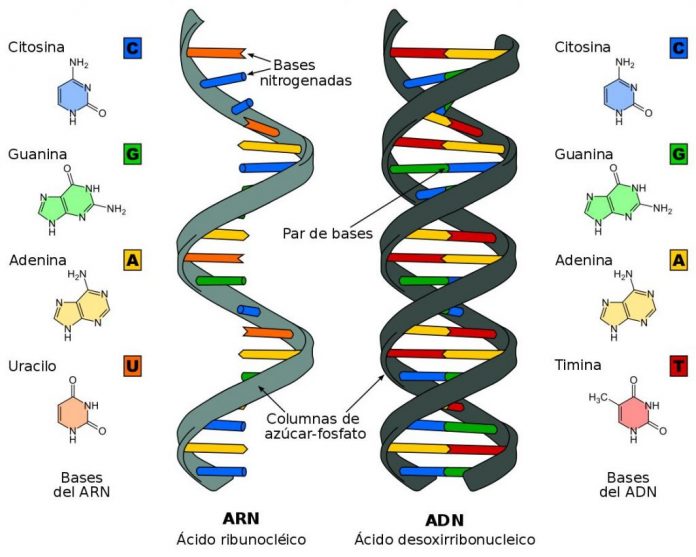 ARN vs ADN, Covid-19