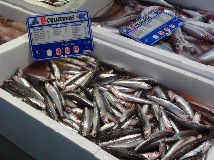 Boquerón vs anchoa, diferencias