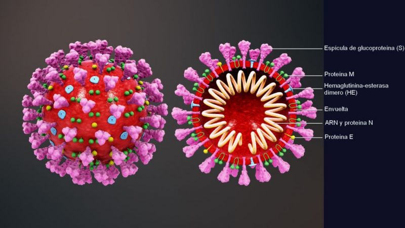 coronavirus