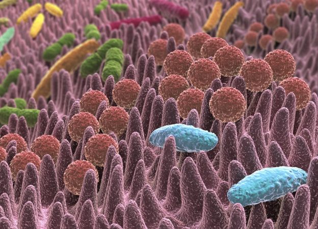 flora bacteriana
