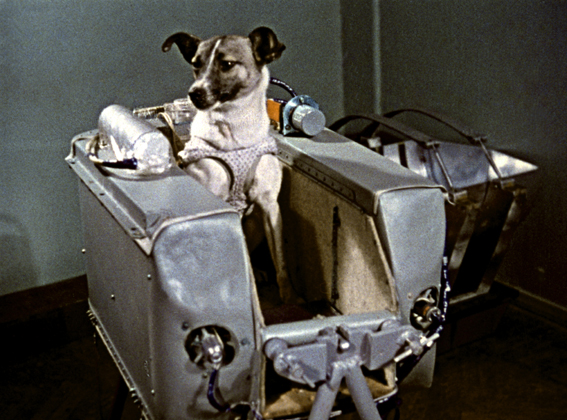 Laika, perra astronauta: misiones espaciales