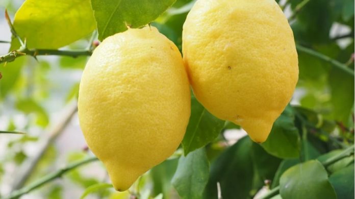 limon-covid-19