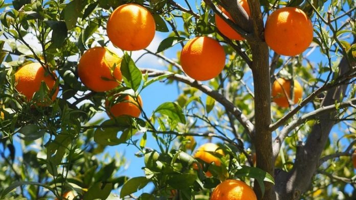 naranjas