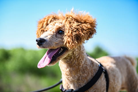 pasear perro cuarentena