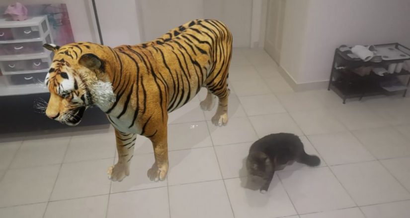 tigre realidad aumentada google