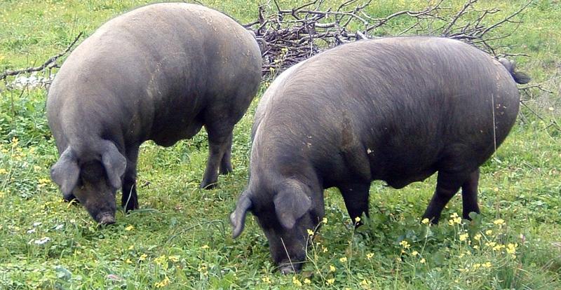 Cochinillo e Ibérico, los productos porcinos más castigados por la crisis