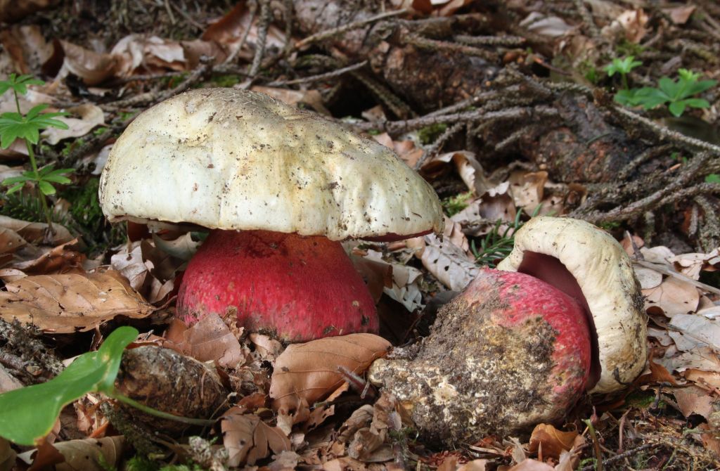 setas boletus satanas