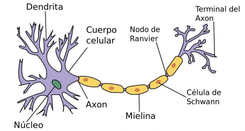 Estructura y partes de cerebro