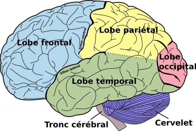 partes del cerebro