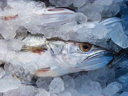 pescado congelado