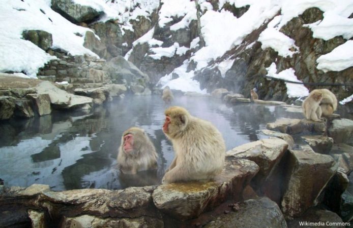 parque jogokudani