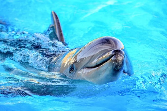 Delfín, animales inteligentes