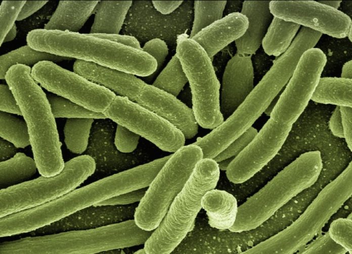 Especie que dominaría el mundo sin el ser humano: microbios
