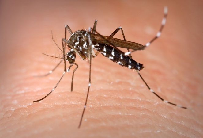 Anti mosquitos Mercadona y Lidl