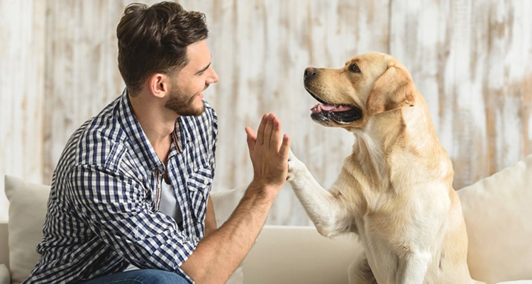 aplicaciones para perros
