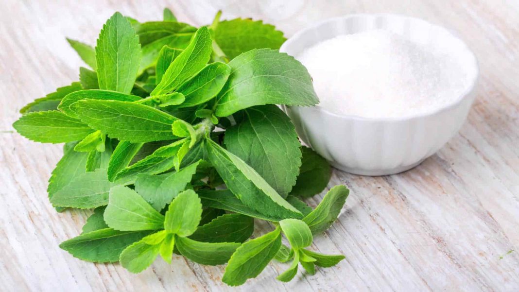 la stevia