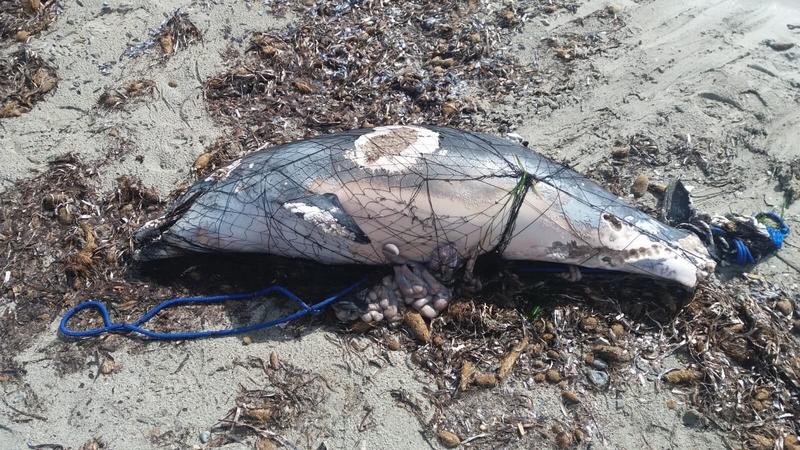 Bruselas expedienta a España por no tomar medidas para evitar la pesca accidental de delfines