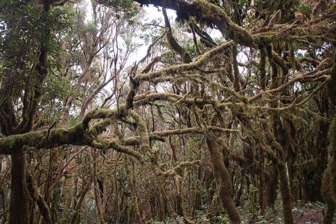 Parque Nacional de Garajonay, lugares mágicos de España