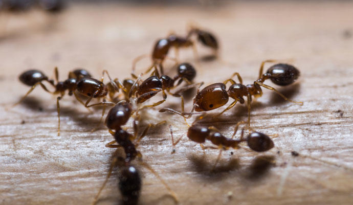polvos de talco espanta hormigas