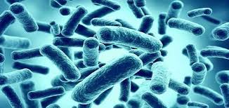 Microbiomas?, un ecosistema microbiológico viviendo dentro de nosotros