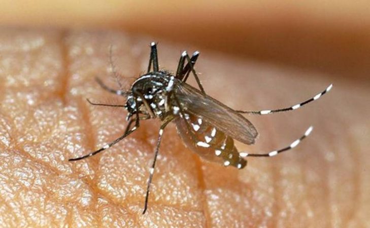 mosquito tigre ksqC U80560755062sbG 1248x770@Las Provincias Merca2.es
