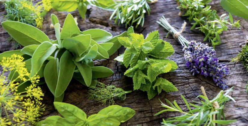 plantas aromaticas 1 Merca2.es